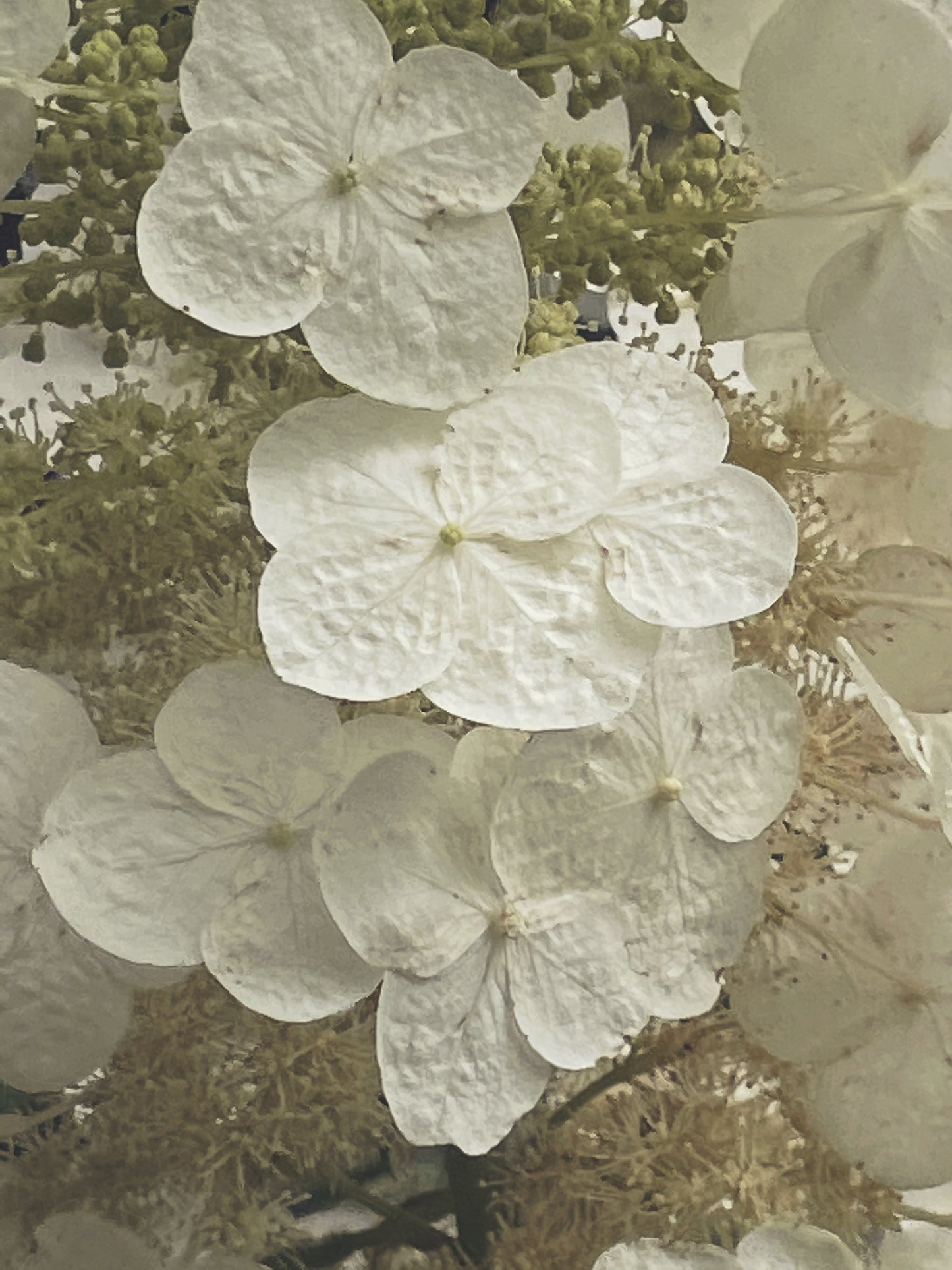 Oakleaf - Ashley Woodson Bailey