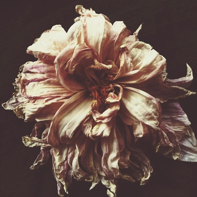 Ophelia