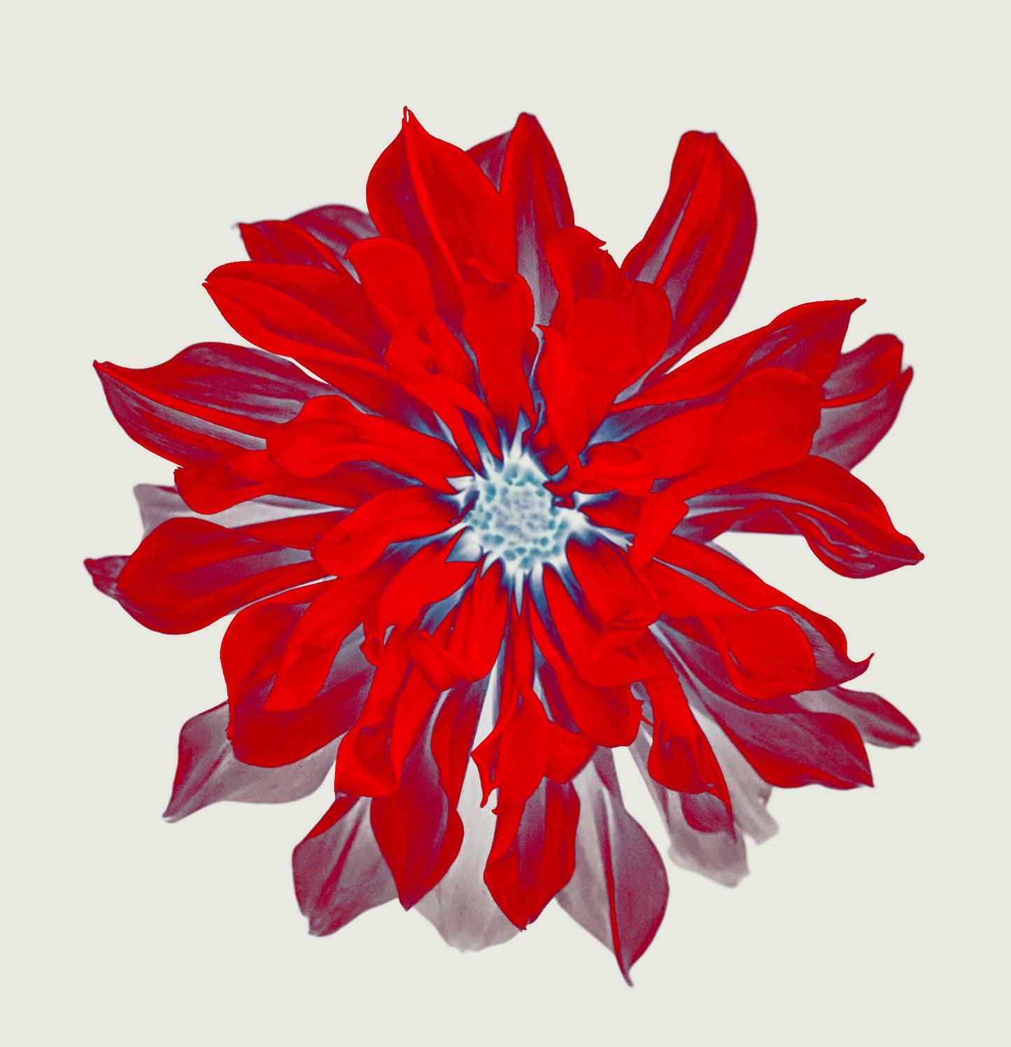 Mildred Vibrant Floral Print