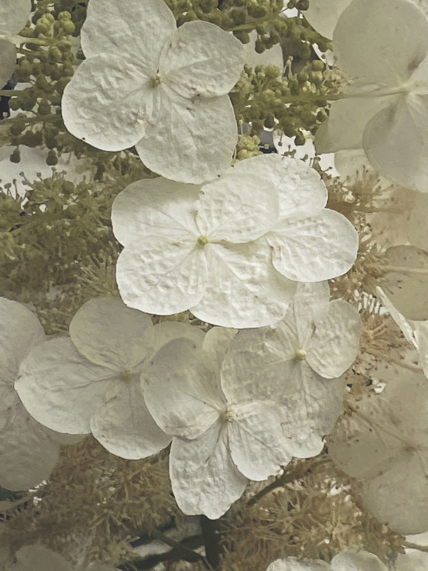 Oakleaf - Ashley Woodson Bailey