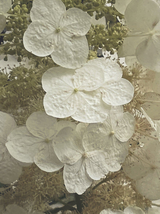 Oakleaf - Ashley Woodson Bailey